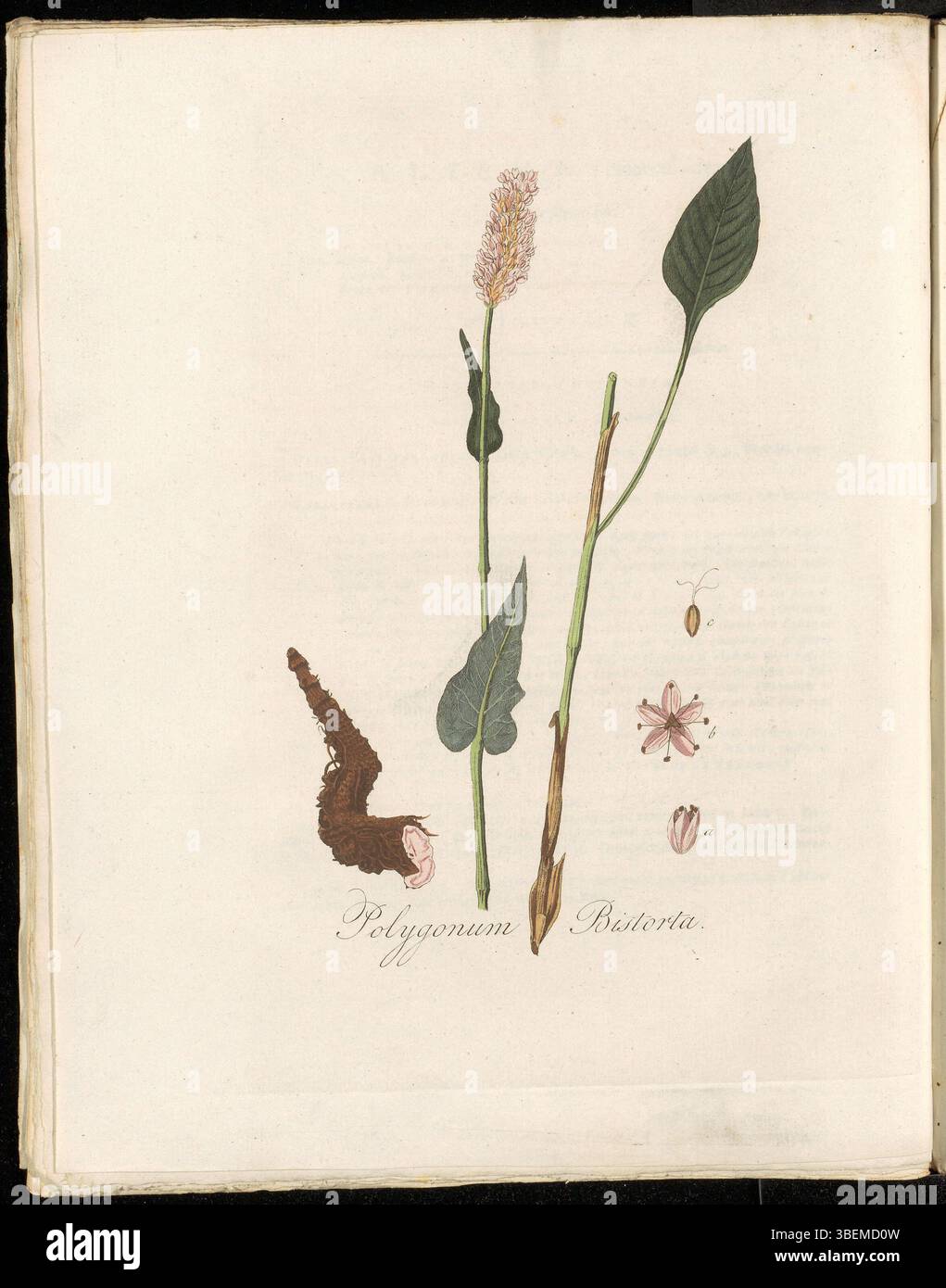 Polygonum Bistorta, heute bekannt als Persicaria bistorta, wird in Flora Batava (KB) Platte 0277 gezeigt. Diese Pflanze wird auf Niederländisch als Beemd Duizendknoop bezeichnet und ist auf feuchten Wiesen beheimatet. Es ist in Band 4 der Flora Batava-Serie dargestellt, einer botanischen Sammlung aus dem 18. Und 19. Jahrhundert. Stockfoto