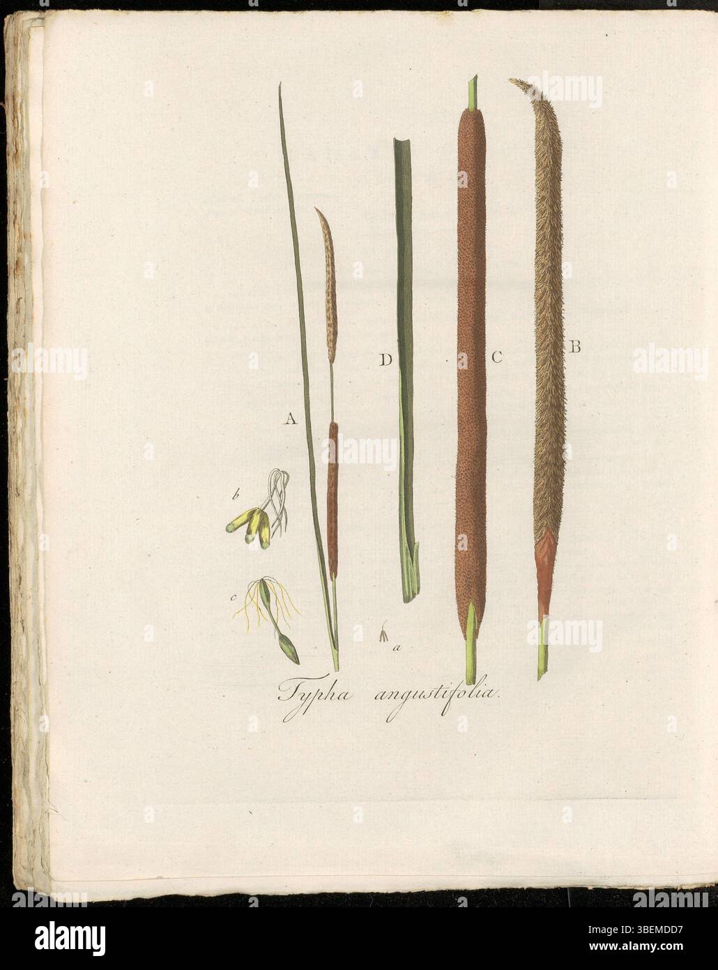 Typha angustifolia, allgemein bekannt als schmalblättriger Bulrush, ist in Flora Batava (KB) Platte 0275 zu finden. Im Niederländischen wird er als Smalbladige Lischdodde bezeichnet. Die Pflanze ist oft in Feuchtgebieten zu finden und wird in Band 4 von Flora Batava dargestellt, einer wichtigen botanischen Referenz aus dem 18. Und 19. Jahrhundert. Stockfoto