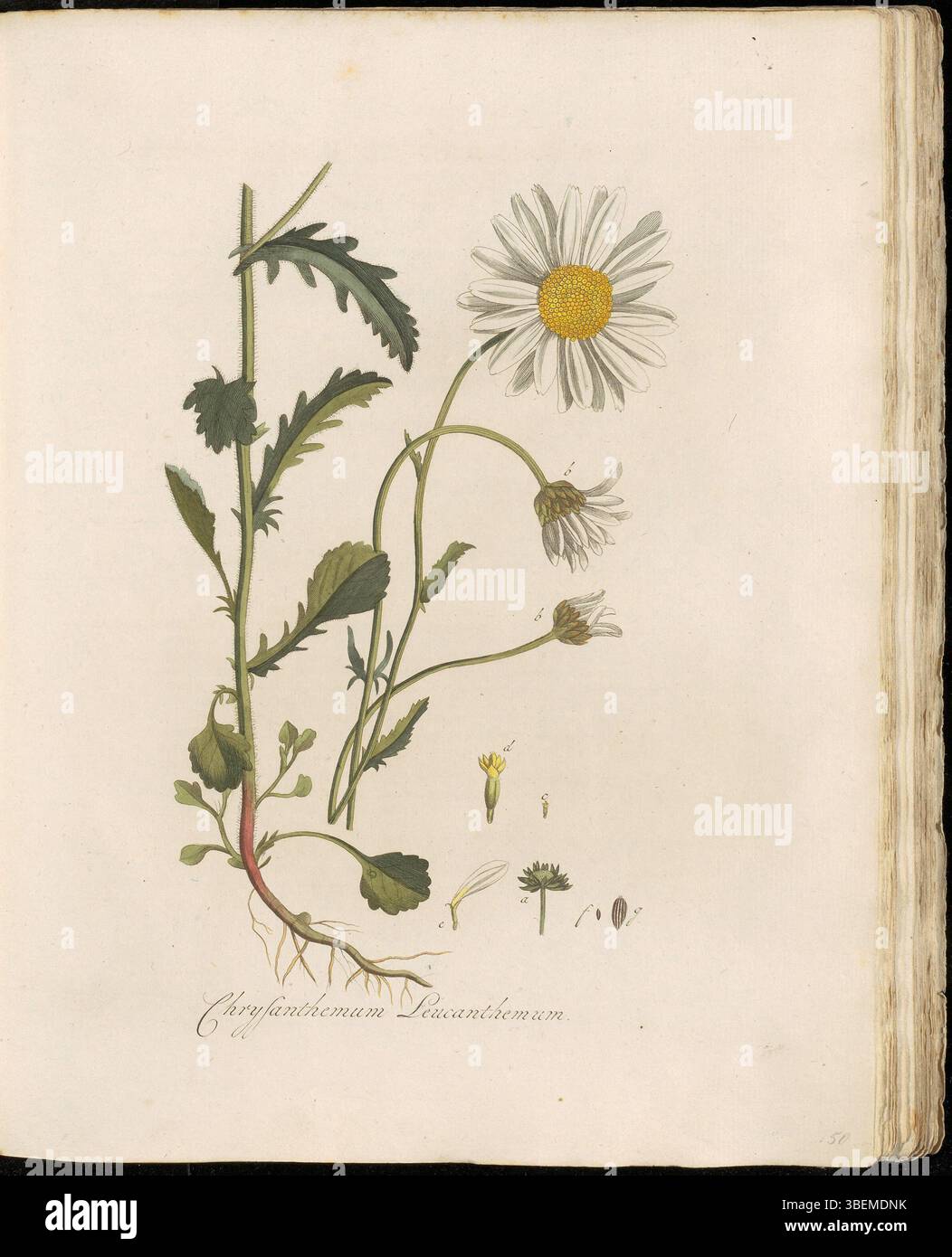 Dieser botanische Druck von Flora Batava zeigt Chrysanthemum leucanthemum, heute als Leucanthemum vulgare identifiziert. Auf Niederländisch unter dem Namen Witte Ganze-Bloem bekannt, ist die Pflanze auf der Platte 0050 von Georgius Jacobus Johannes van OS detailliert dargestellt, die ihre unverwechselbaren Blüten und Laub hervorhebt. Stockfoto