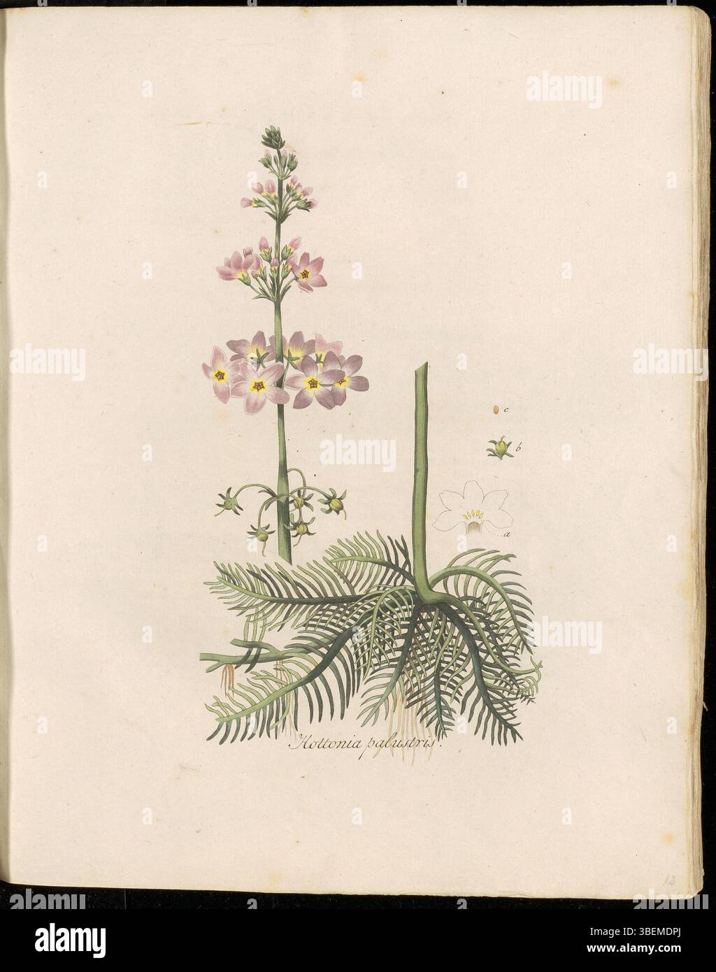 Die Illustration von *Hottonia palustris*, auch bekannt als Wasserviolett, aus *Flora Batava*, Band 1, Platte 0012. Diese Pflanze wird mit dem botanischen Namen *Hottonia palustris* und dem niederländischen Namen "Water-Violier" gekennzeichnet. Es handelt sich um eine Wasserpflanze, die häufig in flachen, ruhigen Süßwasserhabitaten wie Teichen und Seen vorkommt. Stockfoto