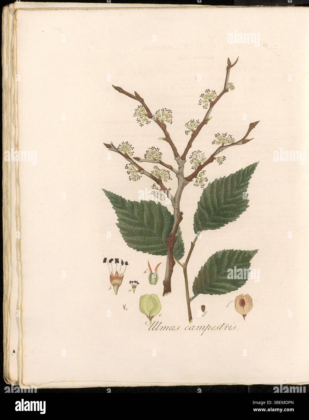 Flora Batava Plate 0242 zeigt Ulmus campestris, heute als Ulmus glabra klassifiziert, eine Ulmenart. Dieser botanische Druck, der Teil einer Serie aus dem 19. Jahrhundert ist, bietet einen detaillierten Einblick in die Merkmale der Ulmenart, eines in Europa verbreiteten Baumes. Stockfoto