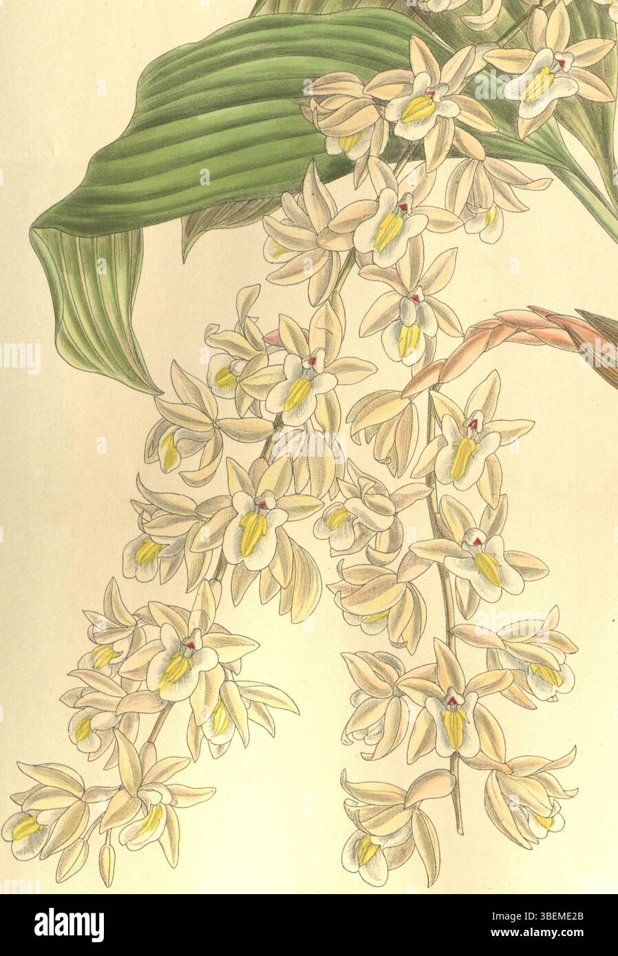 Illustration von *Coelogyne venusta*, einer Orchideenart, die in *Curtis' Botanical Magazine* (1909) vorgestellt wird. Diese detaillierte Lithografie wurde von Matilda Smith erstellt, mit einer Beschreibung von R. A. Rolfe. John Nugent Fitch trug zum lithographischen Prozess bei. Stockfoto