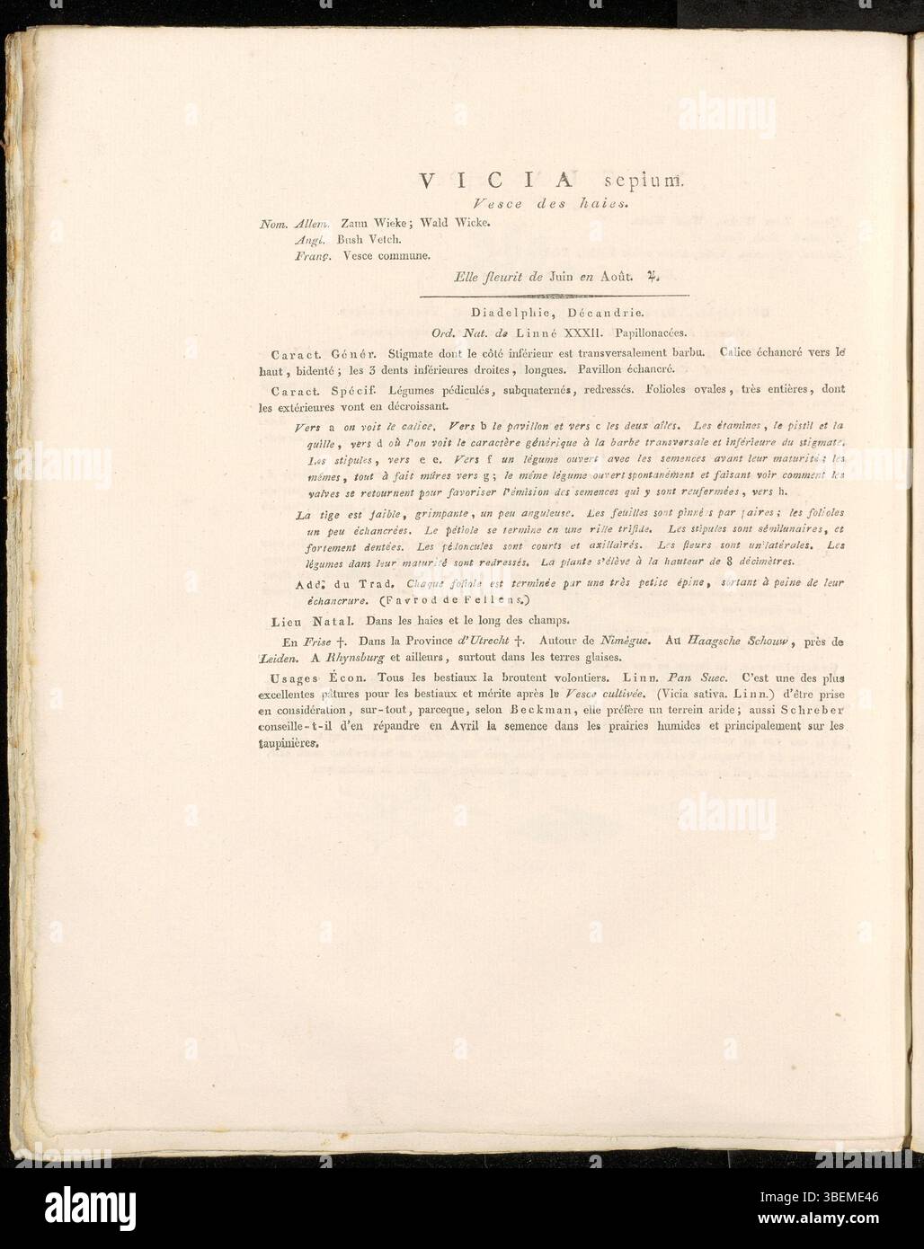 Eine Illustration von Vicia sepium, einer Pflanzenart, dargestellt in Flora Batava Platte 0315. Der botanische Druck, der von Jan Kops 1822 erstellt wurde, ist Teil der niederländischen Flora Batava-Sammlung. Stockfoto
