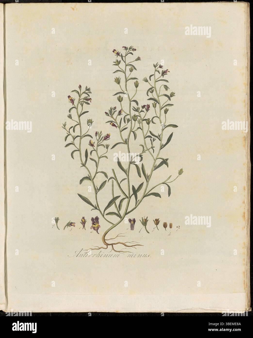 Platte 0146 aus der Flora Batava-Serie zeigt Antirrhinum minus, eine Pflanze, die jetzt als Chaenorhinum minus klassifiziert wird. Die unter dem niederländischen Namen kleine Leeuwenbek bekannte Illustration wurde von Georgius Jacobus Johannes van OS geschaffen. Das Kunstwerk ist Teil der botanischen Sammlung Flora Batava, eine wichtige historische Ressource für die europäische Flora. Stockfoto