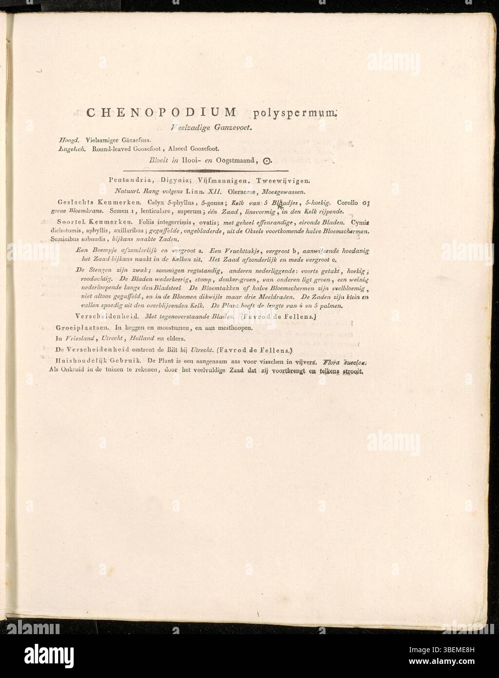 Diese 1822 von Jan Kops gezeigte Illustration „Chenopodium polyspermum“ zeigt eine Gänsefuß-Pflanzenart, die in gestörten Böden mit kleinen grünen Blüten häufig vorkommt. Sie gehört zur Familie der Amaranthaceae. Stockfoto