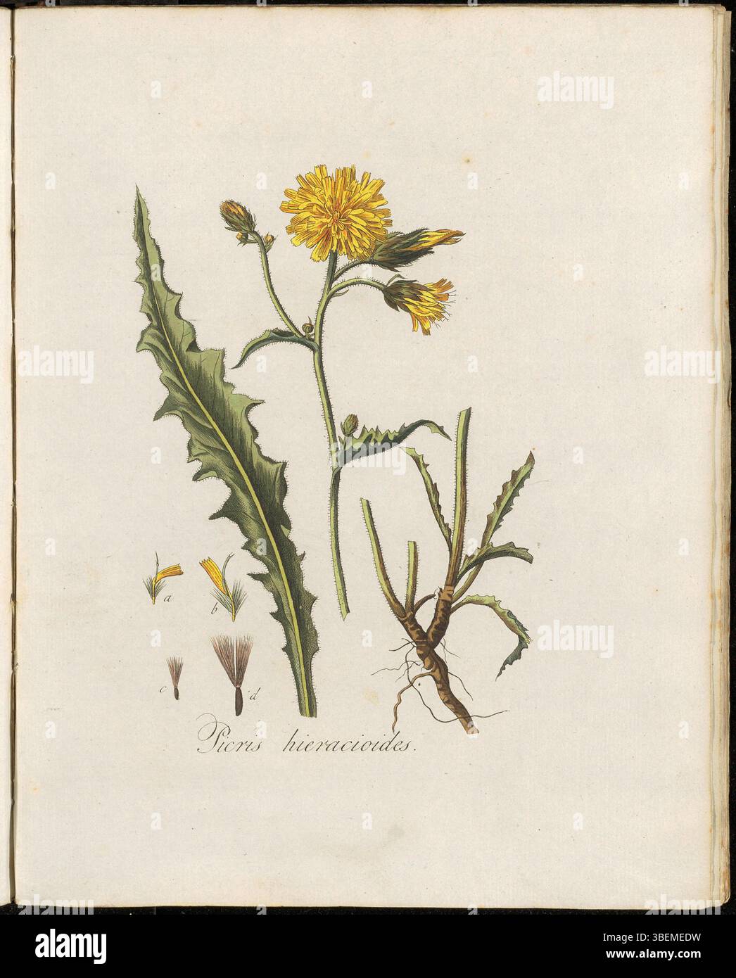 „Picris hieracioides“, auch „Ruwbladig Bitterkruid“ oder „echt bitterkruid“ genannt, ist auf Platte 0214 des Flora Batava Band 3 dargestellt. Die botanische Illustration von Georgius Jacobus Johannes van OS (1782–1861) zeigt diese in Europa heimische Pflanze, die für ihre charakteristischen bitterschmeckenden Blätter bekannt ist. Stockfoto