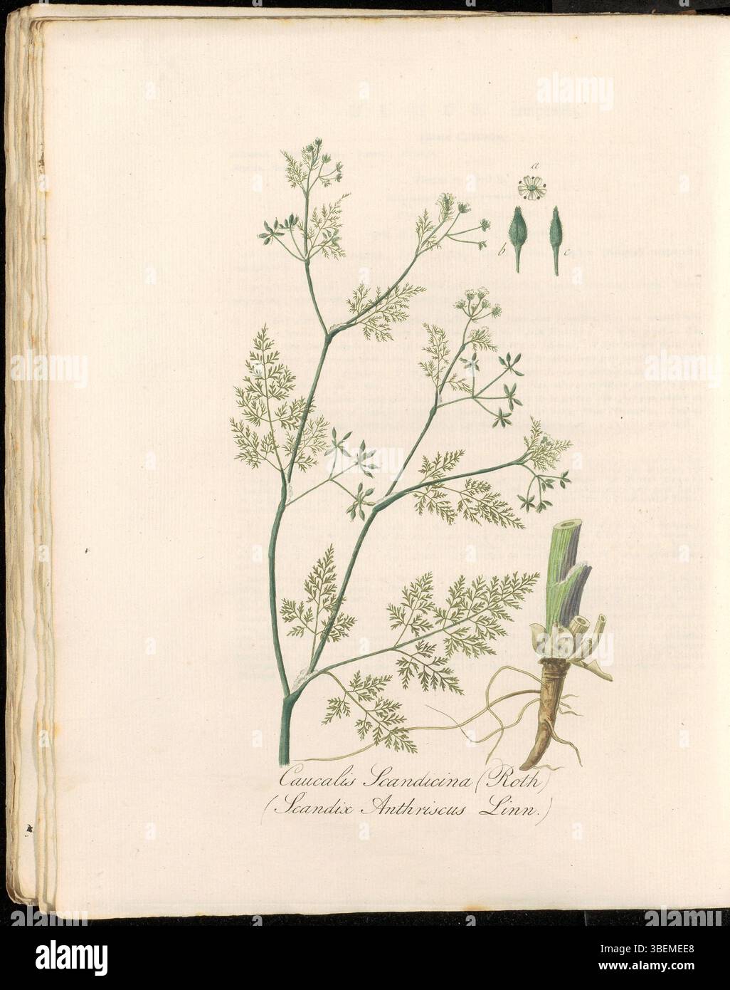 Platte 0258 aus Flora Batava (KB) zeigt Caucalis scandicina (moderner Name Anthriscus caucalis), eine Pflanze, die für ihr zartes Aussehen bekannt ist. Der botanische Druck, der Teil einer botanischen Serie aus dem 19. Jahrhundert ist, stellt eine klare Darstellung dieser Art dar, die auf Niederländisch auch als Kervelaardig Doornzaad bezeichnet wird. Stockfoto