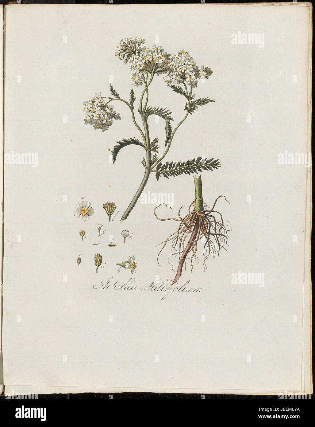 Diese botanische Platte aus der Sammlung Flora Batava (Band 3) zeigt Achillea Millefolium, allgemein bekannt als gewöhnliche Schafgarbe oder Duizendblad. Es zeigt die Eigenschaften der Anlage und ihre detaillierte Darstellung. Achillea Millefolium hat eine lange Geschichte der medizinischen Anwendung und ist in Europa und Asien zu finden. Der heutige botanische Name ist Achillea millefolium. Stockfoto