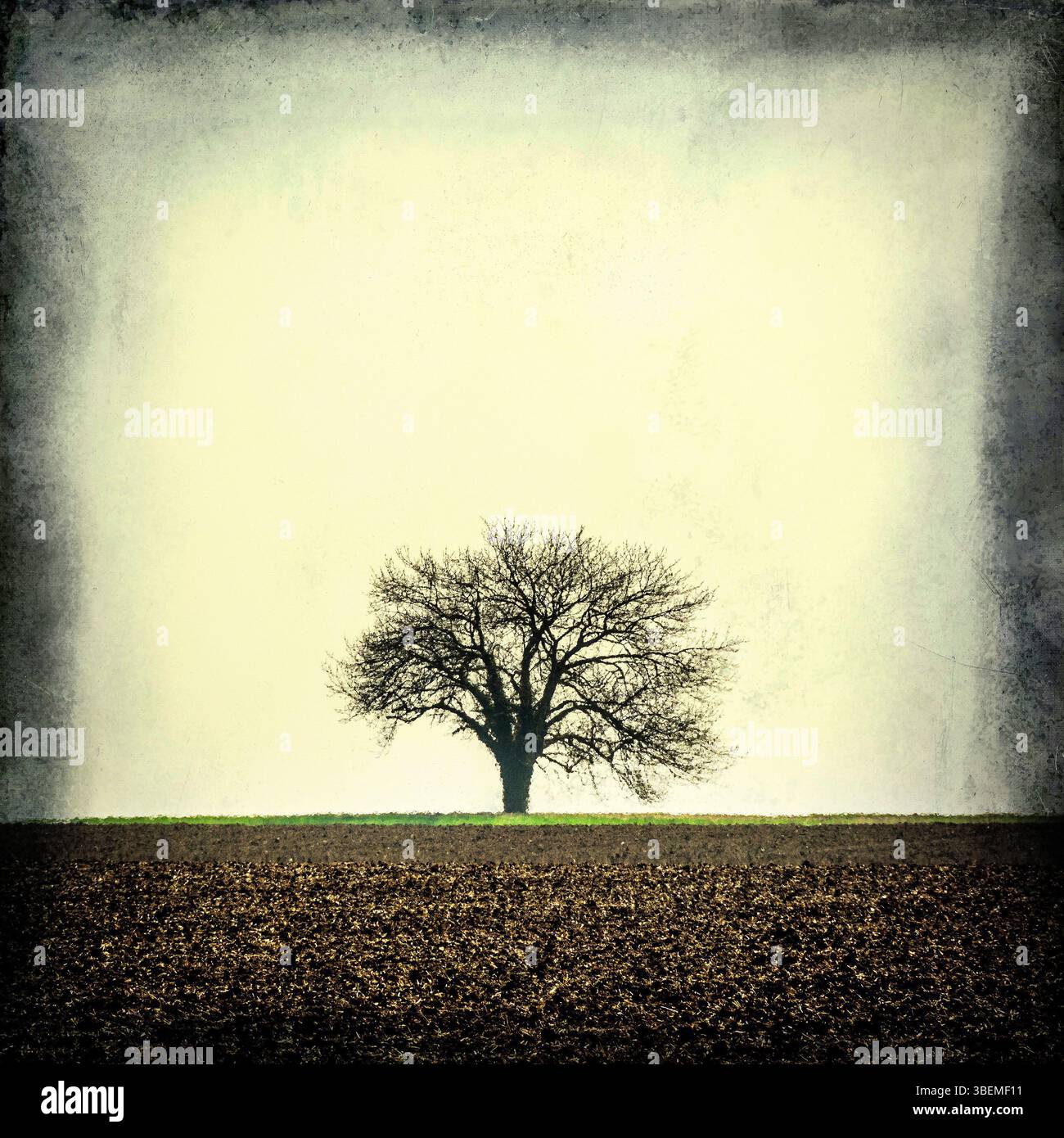 Ein einsamer Baum steht in einem weiten, leeren Feld in der Auvergne. Frankreich Stockfoto