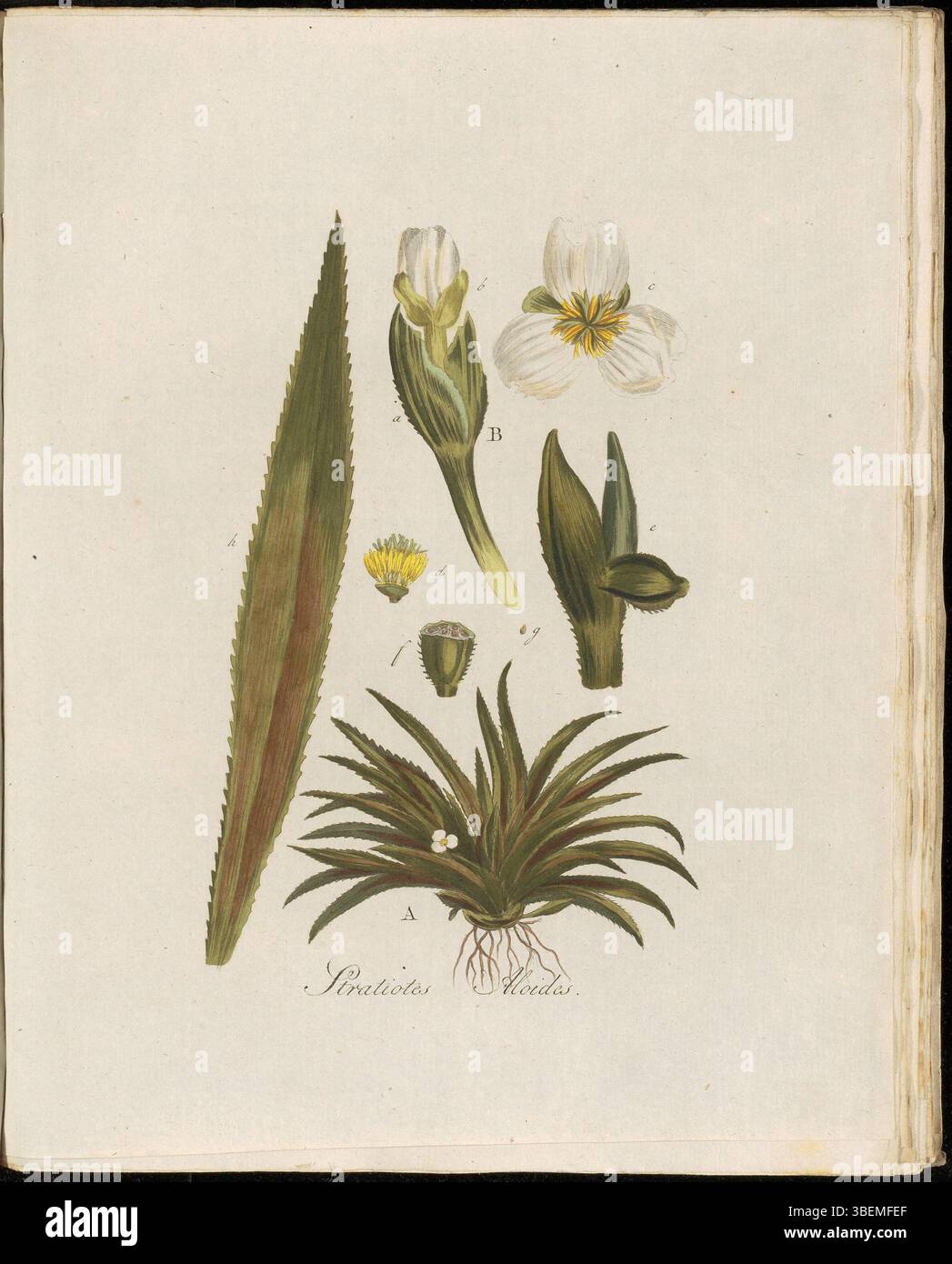 Diese Platte aus „Flora Batava“ (Band 2) zeigt Stratiotes aloides, bekannt als Gemeene Krabbe-schaar oder Wassersoldaten. Das Werk von Georgius Jacobus Johannes van OS (1782–1861) zeigt diese Wasserpflanze sehr detailliert. Stockfoto