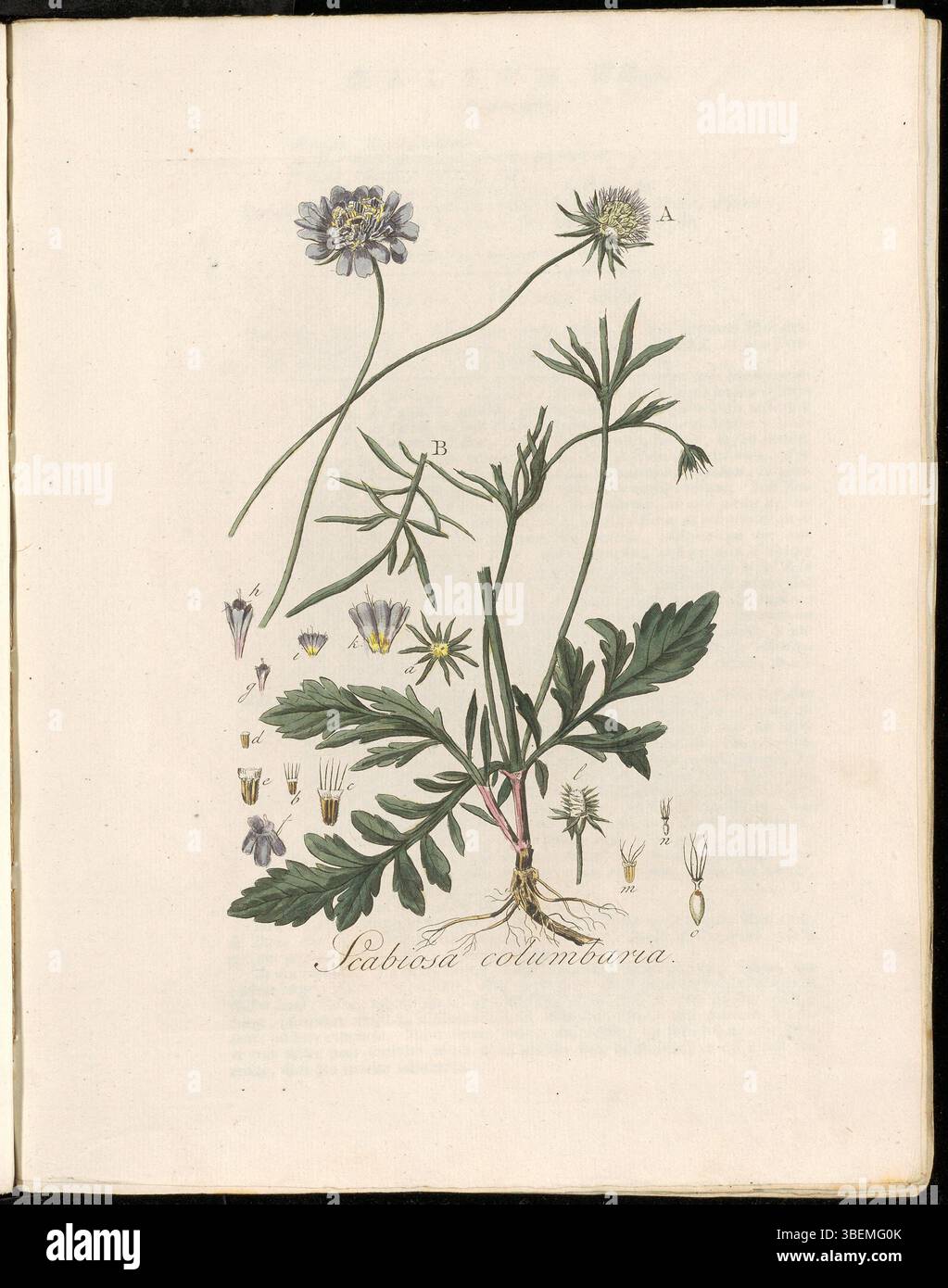 Diese botanische Illustration von Flora Batava zeigt Scabiosa columbaria, die allgemein als die kissenförmige Blüte bekannt ist. Es ist eine detaillierte Darstellung dieser Pflanze, die in Europa beheimatet ist und sich durch ihre markanten blau-violetten Blüten auszeichnet. Stockfoto