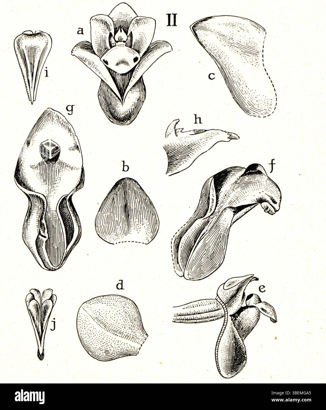 Appendicula cornuta Blume, früher als Appendicula cyclopetala klassifiziert, ist eine Orchideenart, die 1930 in der Publikation Icones Orchidacearum Malayensium von Johannes Jacobus Smith dargestellt wurde. Die Abbildung zeigt die einzigartige Blütenstruktur. Stockfoto