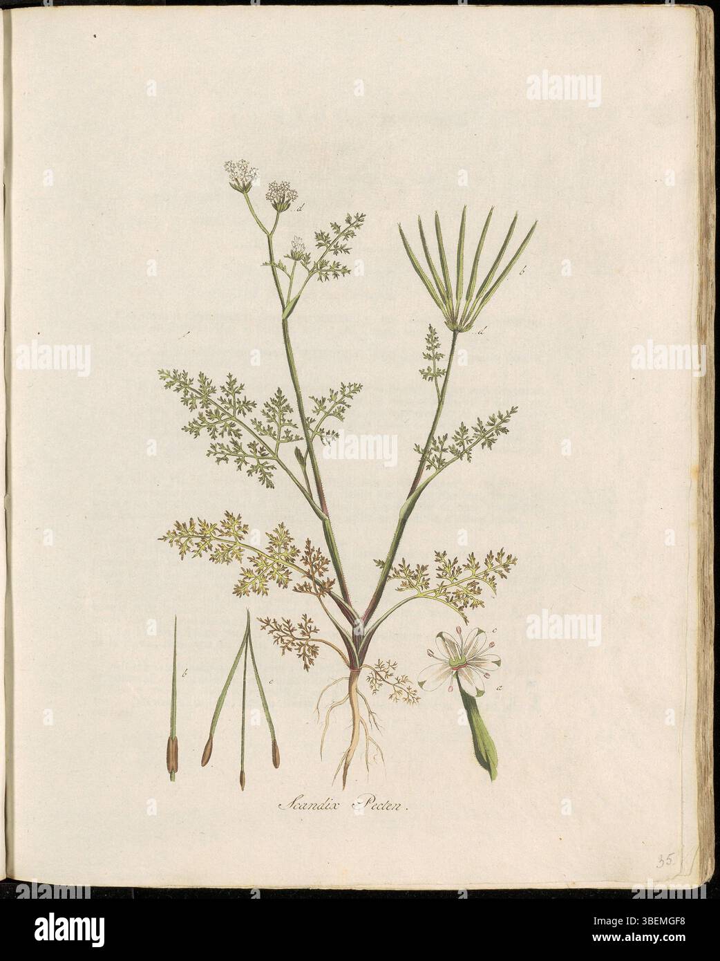 Dieser botanische Druck von Flora Batava (Platte 0035) zeigt *Scandix pecten-veneris*, auf Niederländisch als Naalde Kervel oder Naaldenkervel bekannt. Diese Pflanze, auch Hirtennadel genannt, gehört zur Familie der Karotten und ist bekannt für ihre langen, schlanken Blätter und nadelartigen Samenkörner. Sie ist in Europa beheimatet und wächst oft in gestörten Ackerflächen. Stockfoto