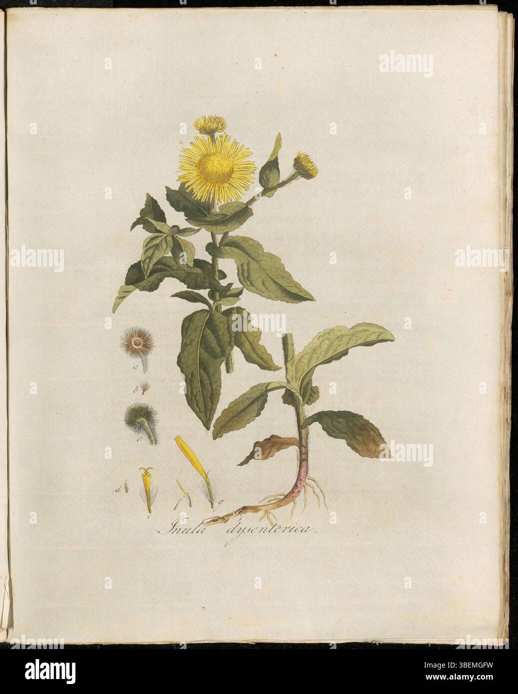 Platte 0149 aus der Flora Batava-Serie zeigt die botanische Illustration von Inula dysenterica, die jetzt als Pulicaria dysenterica klassifiziert wird. Diese Pflanze, bekannt unter dem niederländischen Namen Rooloops Alant, ist in diesem botanischen Werk aus dem 19. Jahrhundert dargestellt. Die Art ist im modernen Niederländisch als Heelblaadjes bekannt. Das Kunstwerk wurde von Georgius Jacobus Johannes van OS (1782–1861) geschaffen. Stockfoto