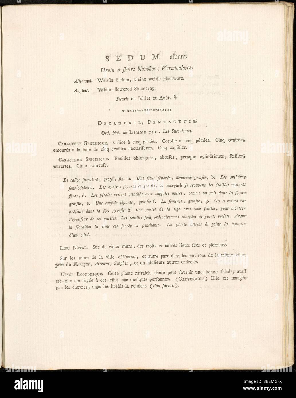 Jan Kops' 1814 Illustration of Sedum Album aus der Flora Batava Serie zeigt diesen niedrig wachsenden saftigen, allgemein als weiße Steinpfanne bekannt, mit Schwerpunkt auf seinen dicken, fleischigen Blättern und sternförmigen Blüten. Stockfoto