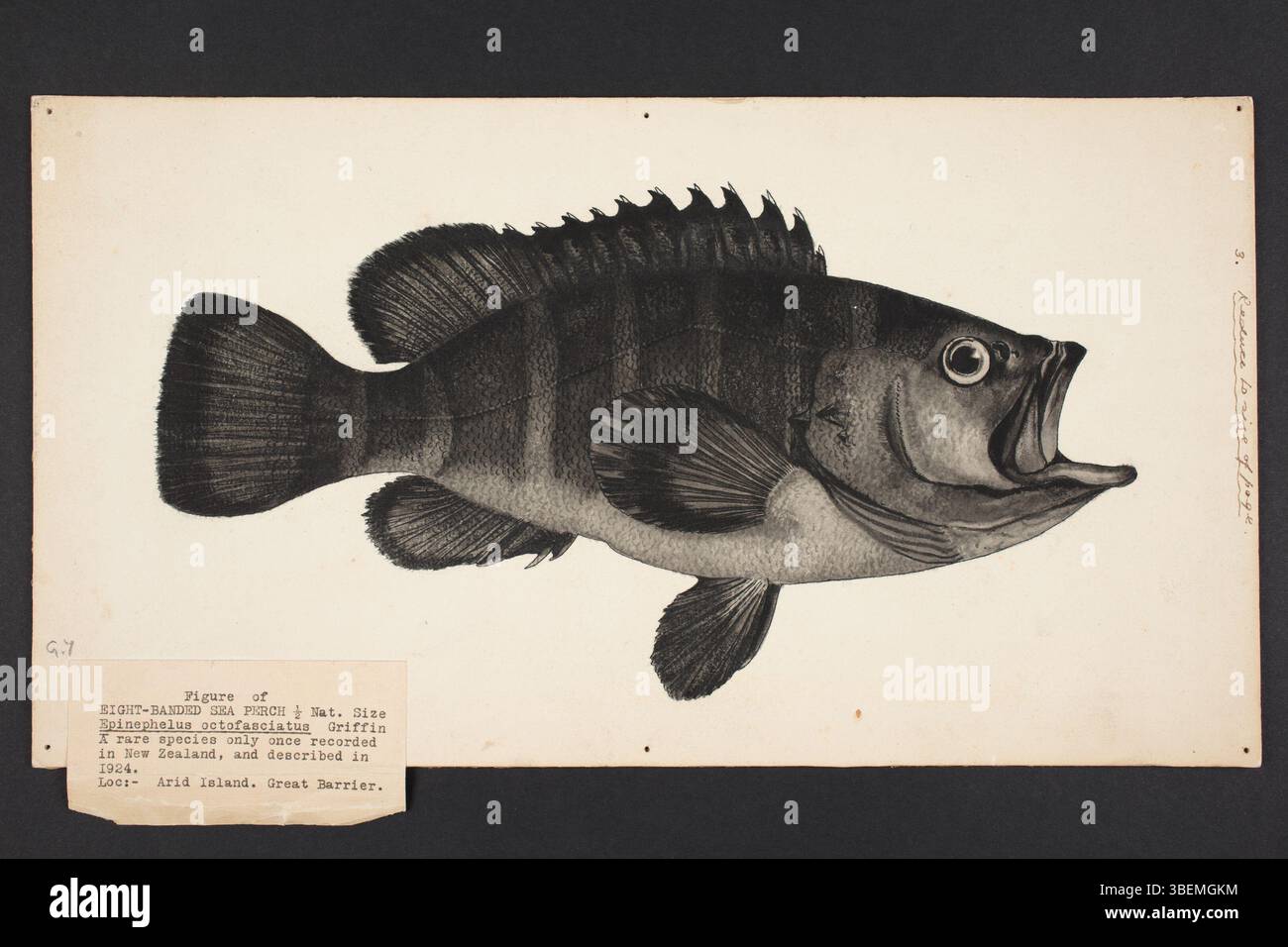 Eine Zeichnung von L. T. Griffin, die 1924 mit indischer Tinte und Waschung entstand, zeigt die Fischart Epinephelus octofasciatus. Teil der Auckland Museum Sammlung. Stockfoto