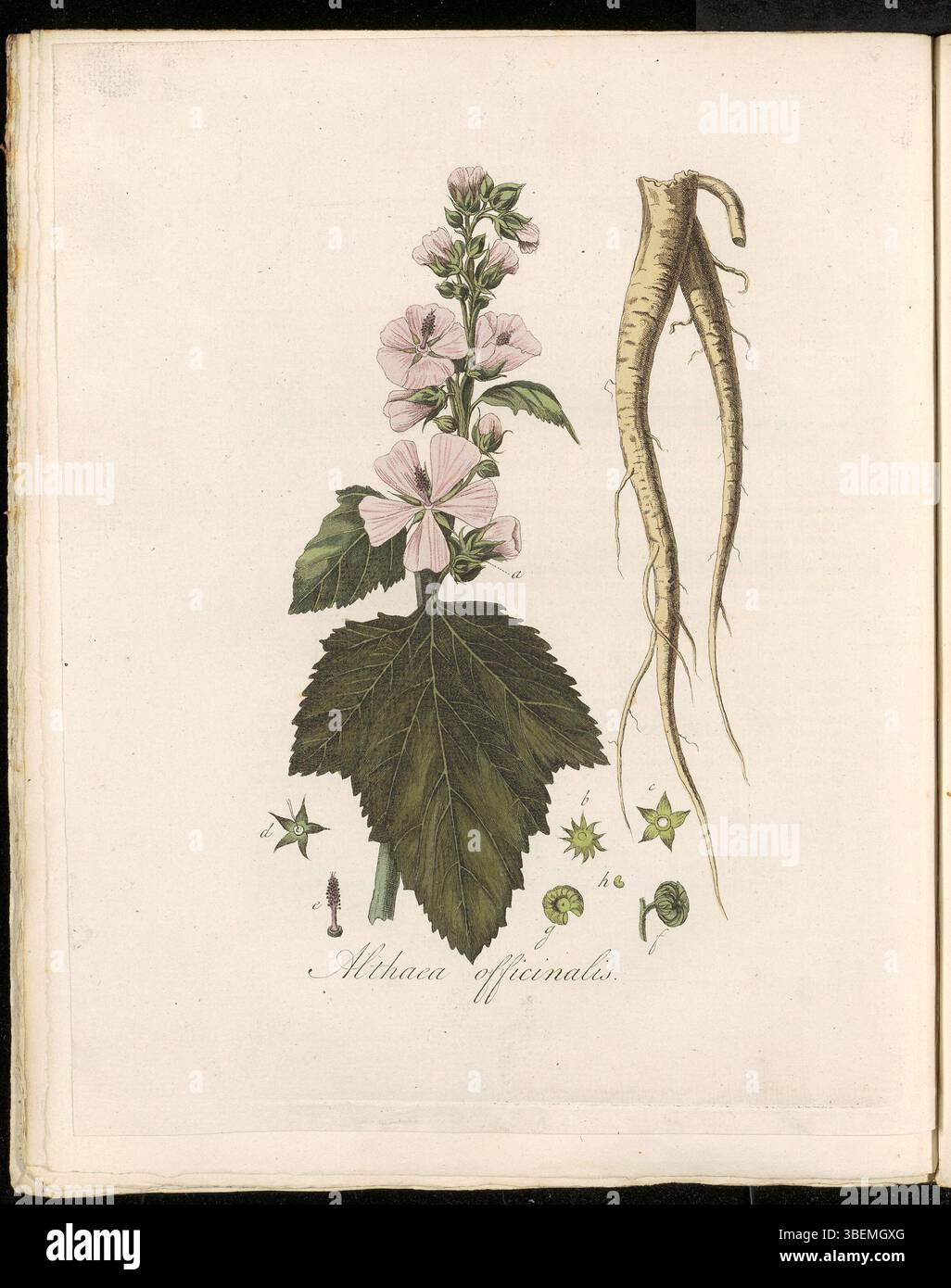 Althaea officinalis, bekannt als Marshmallow, ist in Flora Batava (KB) Platte 0278 dargestellt. Die Pflanze, auf Niederländisch Gemeene Heemst genannt, kommt häufig in Feuchtgebieten vor und ist für ihre medizinische Verwendung bekannt. Dieser botanische Druck stammt aus Band 4 der Flora Batava-Serie, einer wichtigen botanischen Referenz. Stockfoto