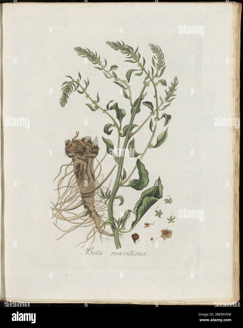 Diese botanische Platte aus Flora Batava Band 3 zeigt Beta maritima, einen wilden Vorfahren der kultivierten Rübe. Diese Pflanze ist bekannt für ihre breiten Blätter und ihre essbare Wurzel und wächst in Küstengebieten und ist ein wichtiger Teil der Evolutionsgeschichte der Pflanze und trägt zur modernen Rübe bei. Stockfoto