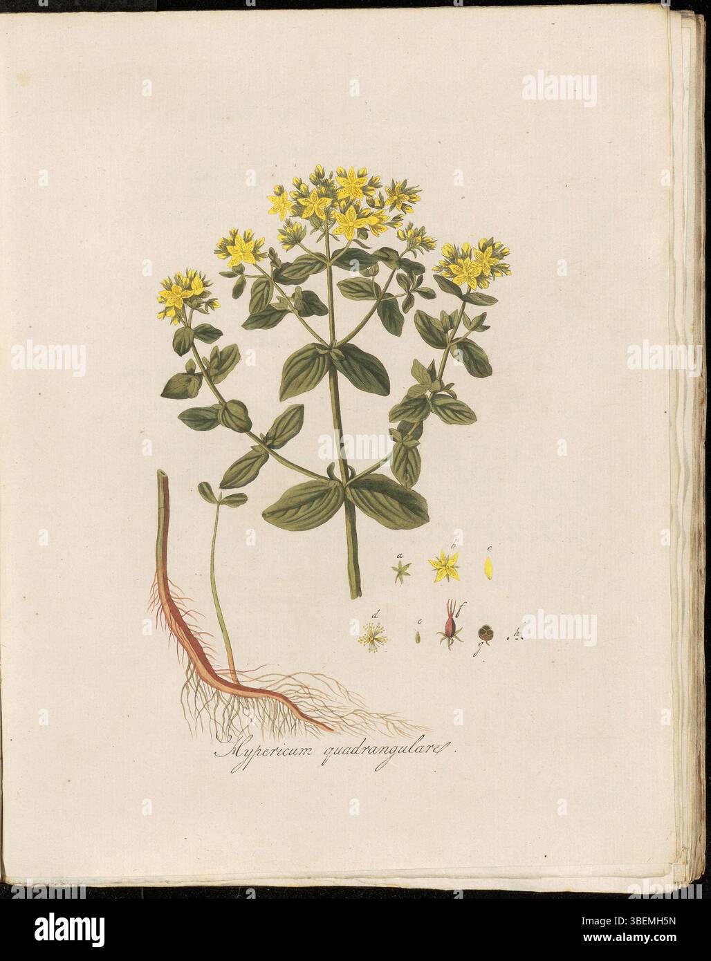 Platte 0109 von *Flora Batava* präsentiert *Hypericum quadrangulare*, jetzt als *Hypericum tetrapterum* anerkannt. Diese botanische Illustration von Georgius Jacobus Johannes van OS (1782–1861) erfasst die charakteristischen Eigenschaften der Pflanze in detaillierter Detailgenauigkeit. Stockfoto