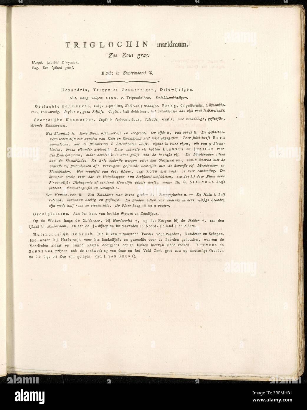 Eine niederländische botanische Beschreibung von Triglochin maritimum aus dem Jahr 1822, heute Triglochin maritima, die als Platte 0244 in der Flora Batava von Jan Kops dargestellt ist. Stockfoto