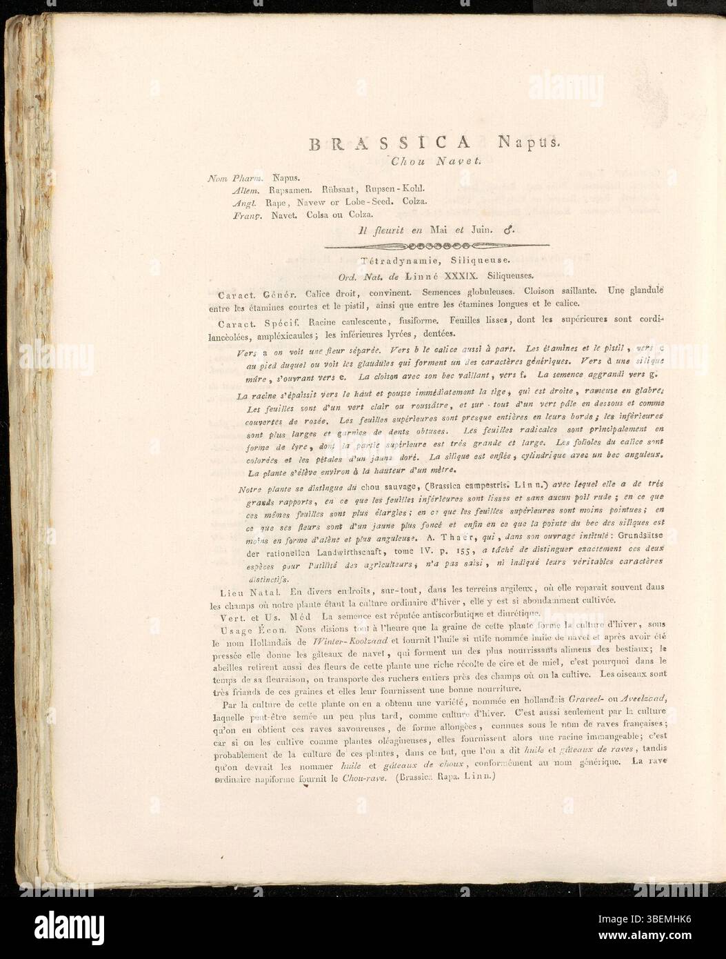 Diese botanische Illustration von *Brassica napus* aus dem Jahr 1822, Platte 0314 aus der Sammlung *Flora Batava*, zeigt die Rapspflanze. Bekannt für seine gelben Blüten, bietet er Einblick in die Struktur und Klassifizierung der Pflanze innerhalb der Senffamilie, die für landwirtschaftliche Studien wichtig ist. Stockfoto