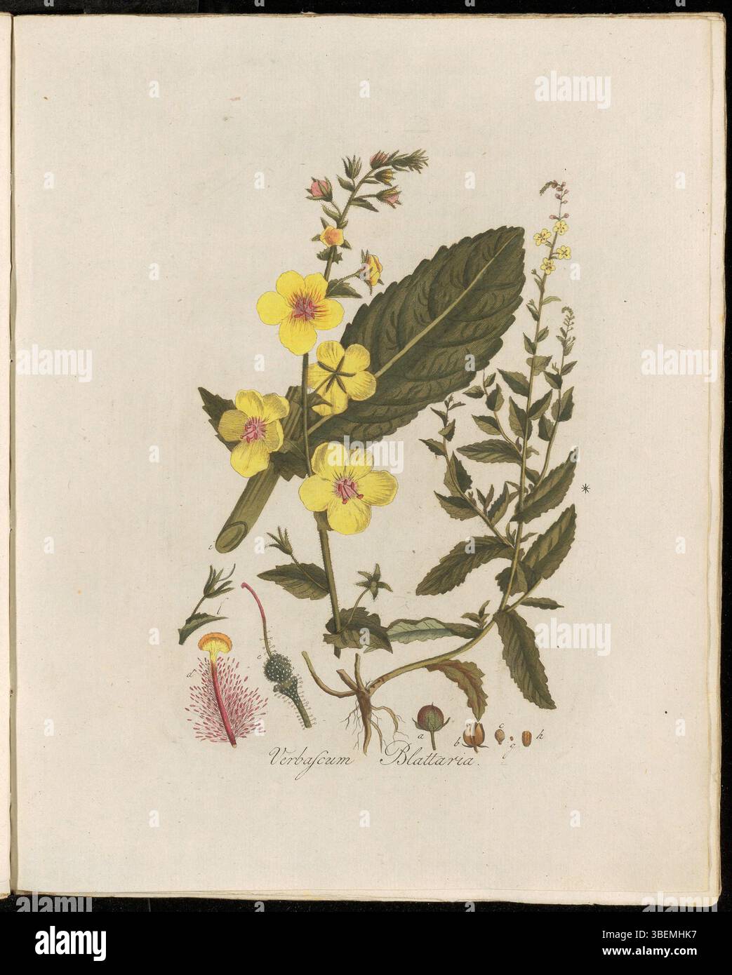 Die botanische Platte aus „Flora Batava“ (Band 2) zeigt Verbascum blattaria, bekannt als Mottenmullein. Die von Georgius Jacobus Johannes van OS (1782–1861) geschaffene Pflanze ist mit ihren hohen, markanten gelben Blüten zu sehen. Stockfoto