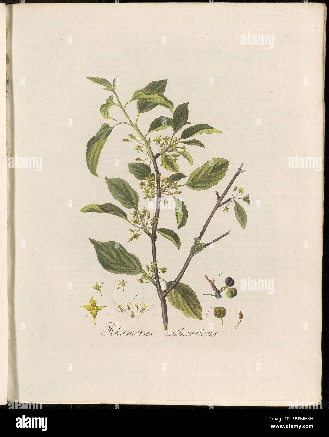 Diese botanische Illustration, Platte 0163 von Flora Batava, zeigt Rhamnus catharticus, bekannt als der gemeine Sanddorn. Es ist Teil einer detaillierten botanischen Sammlung, die die europäische Flora zeigt. Stockfoto
