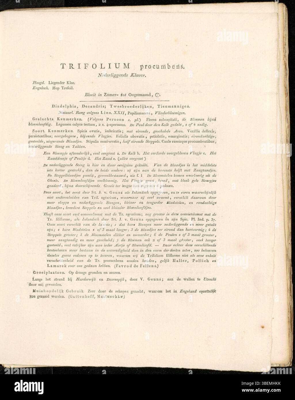 Jan Kops' Illustration „Trifolium procumbens“ aus dem Jahr 1822, heute bekannt als Trifolium campestre, zeigt die niedrig wachsenden Kleearten mit kleinen weißen Blüten, die in Europa beheimatet sind. Stockfoto