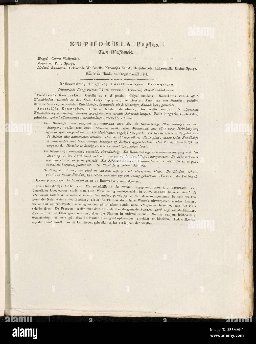 Euphorbia Peplus, auch bekannt als der kleine Spurge, ist eine Pflanzenart, die in dieser botanischen Illustration von Jan Kops aus dem Jahr 1822 dargestellt wird. Diese Platte beschreibt die Eigenschaften der Pflanze, einschließlich ihrer Blätter und Blüten. Stockfoto