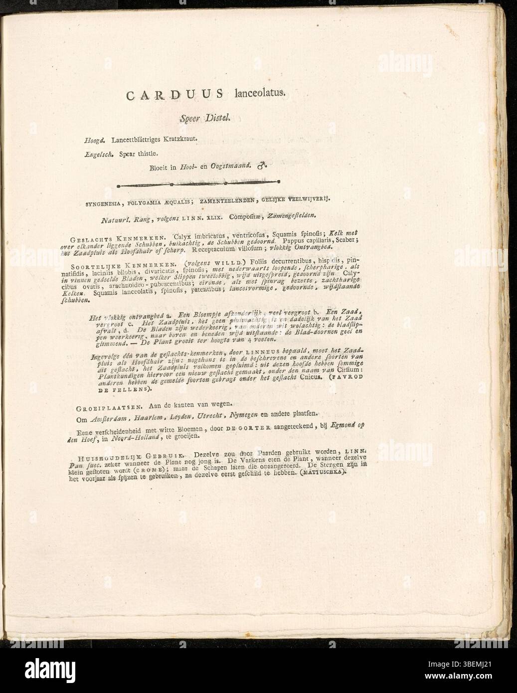 Botanische Beschreibung von Carduus lanceolatus aus dem Jahr 1822, heute bekannt als Cirsium vulgare, illustriert in Platte 0273 der Flora Batava von Jan Kops. Stockfoto