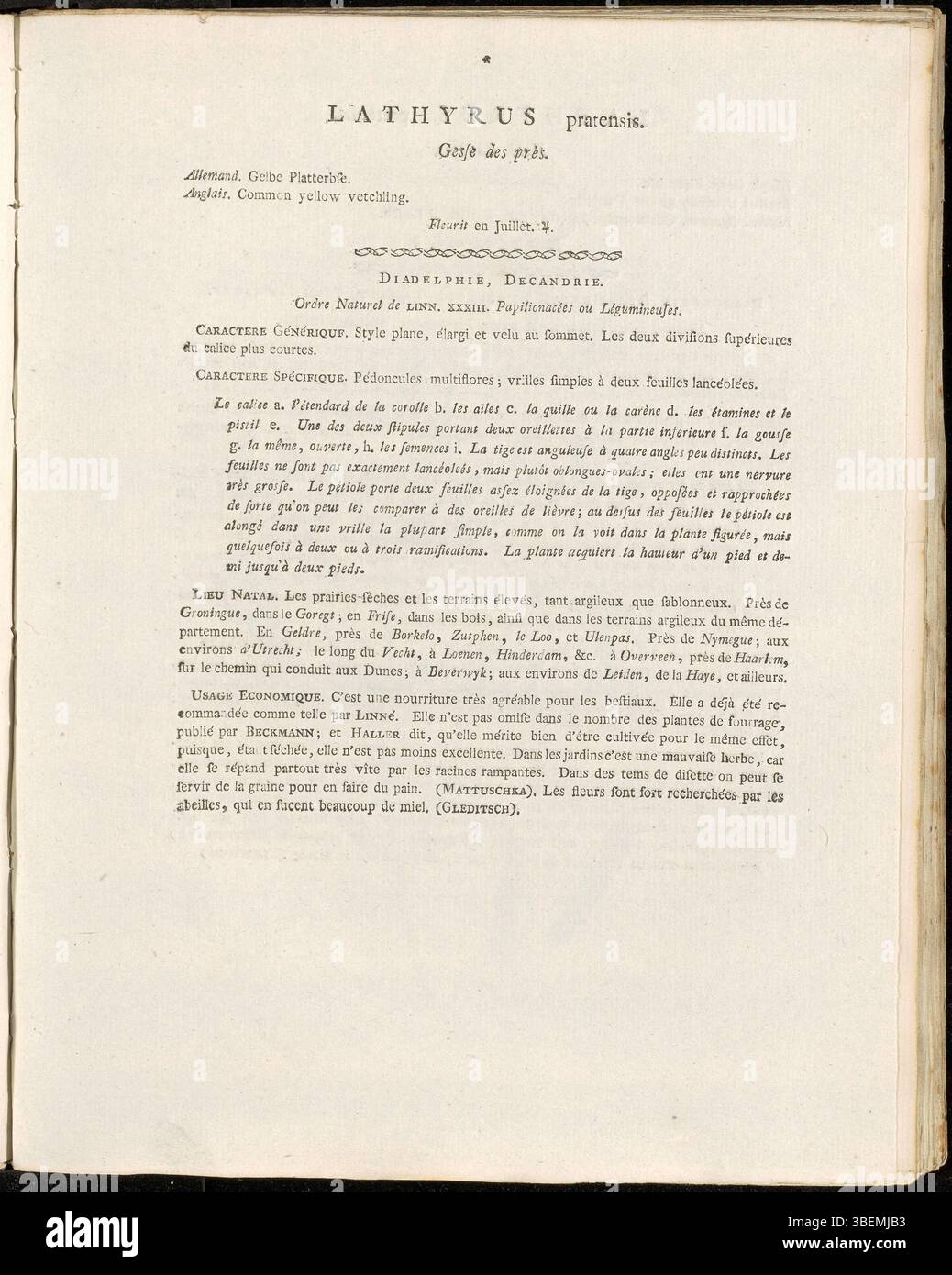 Lathyrus pratensis, allgemein bekannt als Wiesenflechte, wird in Platte 0213 von Flora Batava beschrieben. Diese Pflanze zeichnet sich durch ihre Klettergewohnheit und gelbe Blüten aus und ist in Europa heimisch. Stockfoto
