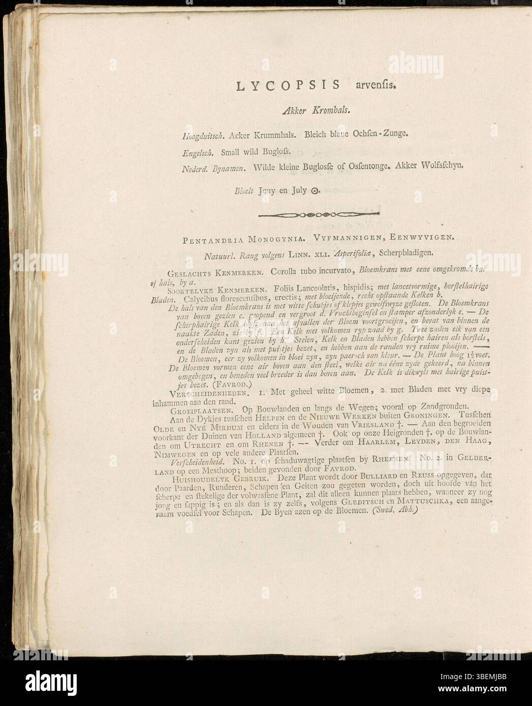 Platte 0092 aus Jan Kops’ Flora Batava von 1807 zeigt Lycopsis arvensis (moderne Anchusa arvensis). Die Pflanze wird mit Genauigkeit dargestellt und hebt ihre wichtigsten Merkmale für die Identifizierung und Untersuchung der europäischen Flora hervor. Stockfoto