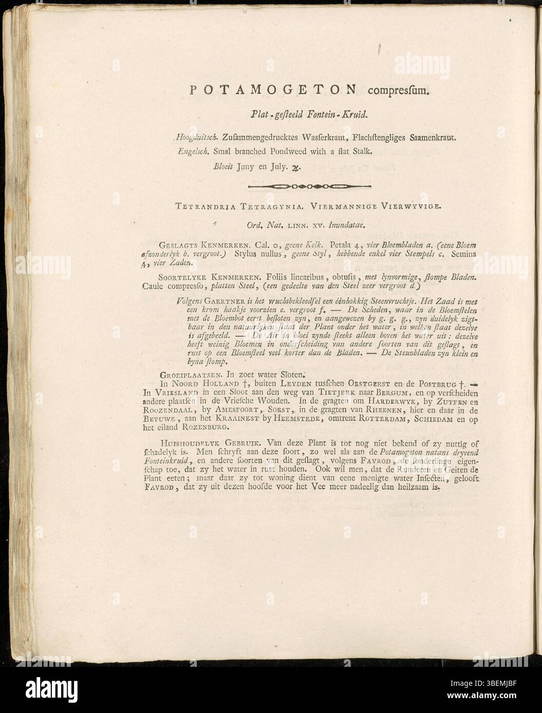 Platte 0052 der Flora Batava-Serie von Jan Kops zeigt Potamogeton komprimiersum, eine Süßwasserpflanze in gemäßigten Regionen, mit detaillierter botanischer Genauigkeit aus dem Jahr 1800. Stockfoto