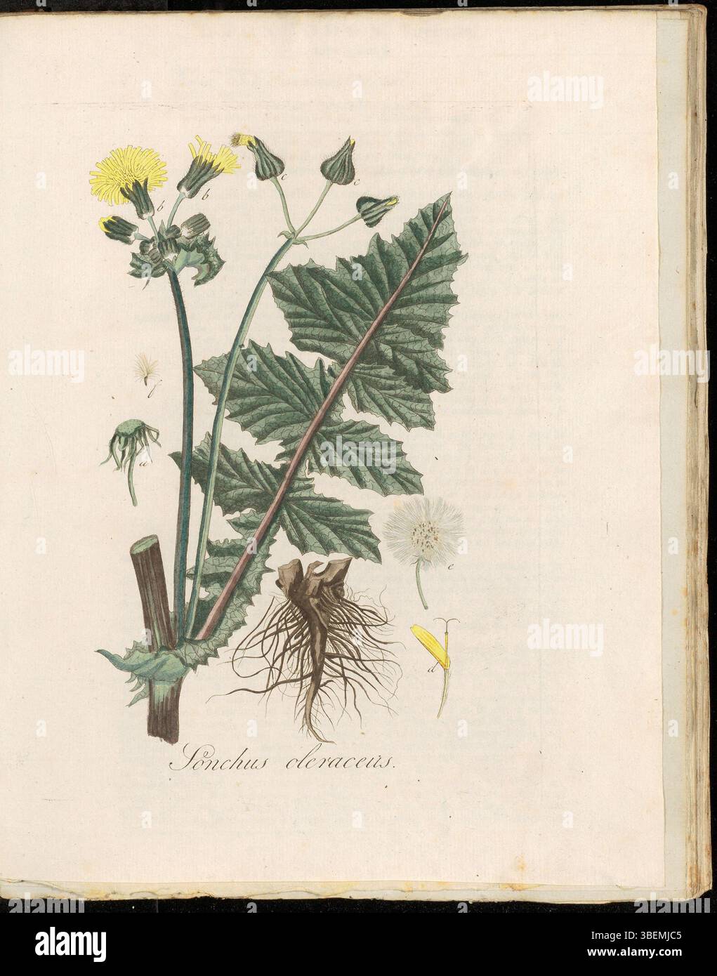 Platte 0235 aus *Flora Batava* (KB), Band 3, zeigt Sonchus oleraceus, allgemein bekannt als gewöhnliche Sauendistel. Der botanische Druck beschreibt die Merkmale der Pflanze und ihre Stellung in der niederländischen botanischen Dokumentation. Stockfoto
