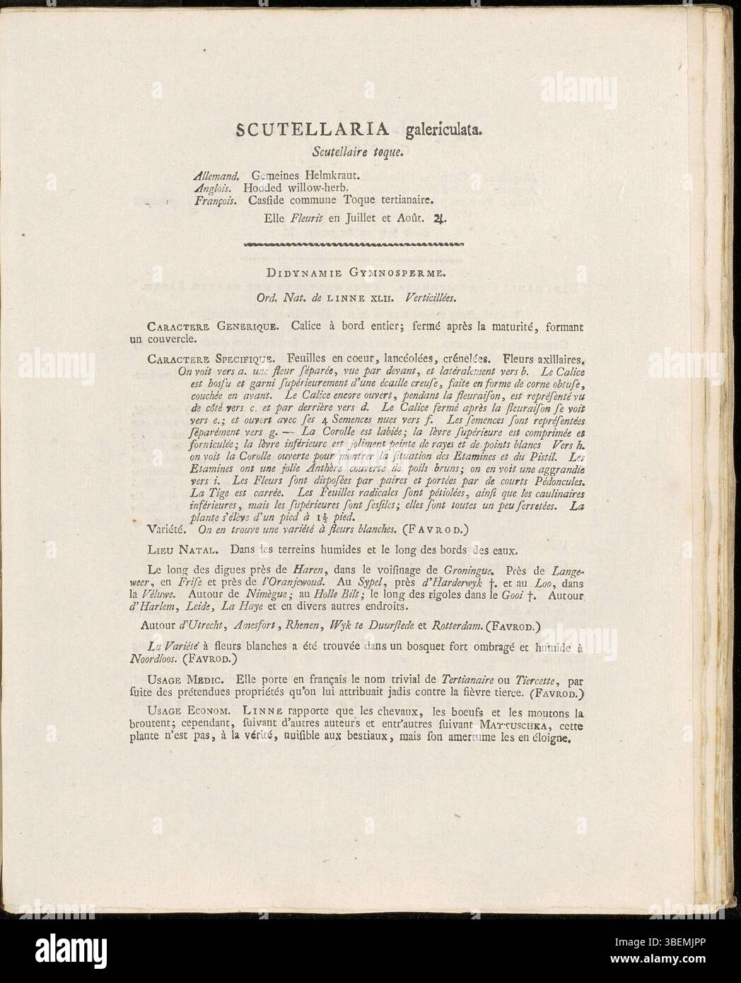 Platte 0136 in der französischen Flora Batava (1807) von Jan Kops zeigt Scutellaria galericulata, eine in Europa heimische Schädelkappenart. Die Platte enthält eine Beschreibung ihrer medizinischen Eigenschaften und botanischen Merkmale. Stockfoto