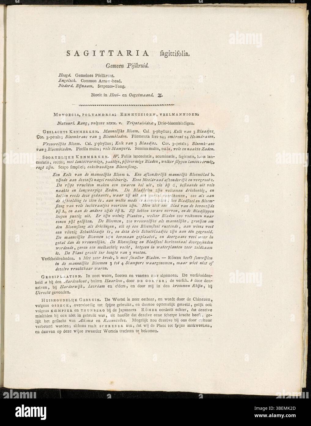 Die Platte von Jan Kops aus dem Jahr 1822 zeigt Sagittaria sagittifolia, eine Pflanze, die sich durch ihre pfeilförmigen Blätter und weißen Blüten auszeichnet. Sie ist in aquatischen Lebensräumen beheimatet und spielt eine wichtige Rolle bei der Erhaltung des Gleichgewichts der Wasserökosysteme. Die Pflanze leistet eine wesentliche Unterstützung für Wasserorganismen und trägt zur Artenvielfalt bei. Stockfoto