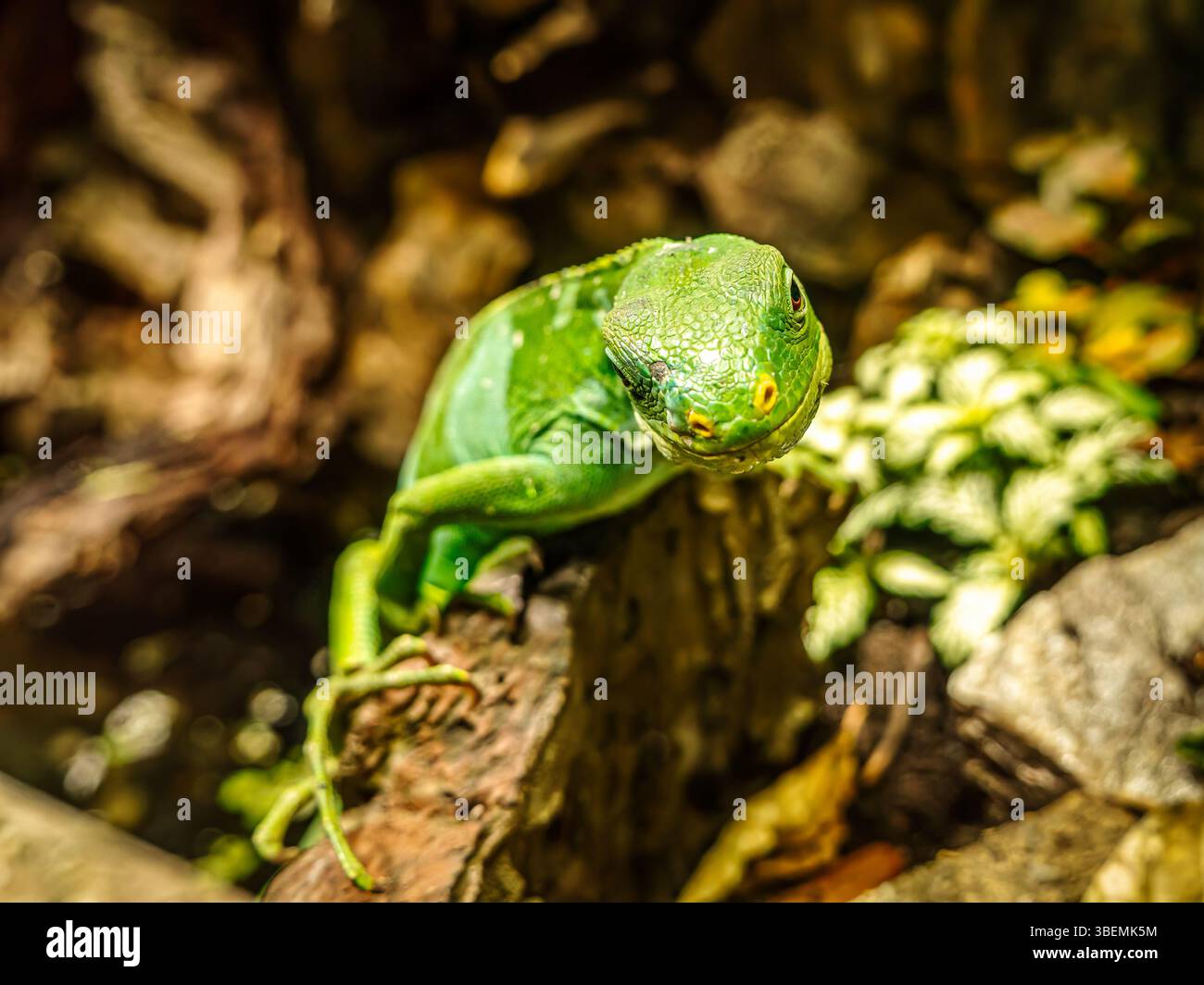 Hellgrüner Lau Bande Iguana auf einem Baumstamm vor verschwommenem Naturhintergrund, der seinen lebendigen, natürlichen Lebensraum zeigt Stockfoto