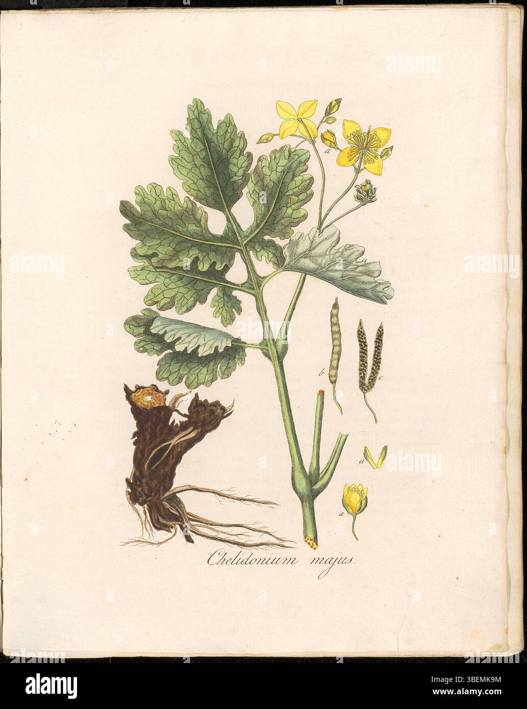 Platte 0238 aus *Flora Batava* (KB), Band 3, zeigt Chelidonium majus, allgemein bekannt als der Cellandine, und hebt seine Besonderheiten in diesem botanischen Druck aus den Niederlanden hervor. Stockfoto