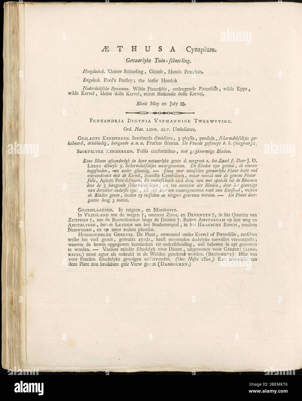 Diese Platte aus der Serie Flora Batava von Jan Kops (1800) zeigt Aethusa cynapium, allgemein bekannt als NarrenPetersilie. Es handelt sich um eine toxische Pflanze, die in Europa beheimatet ist und der Petersilie sehr ähnlich ist, was sie bei falscher Identifizierung zu einer potenziellen Gefahr macht. Stockfoto