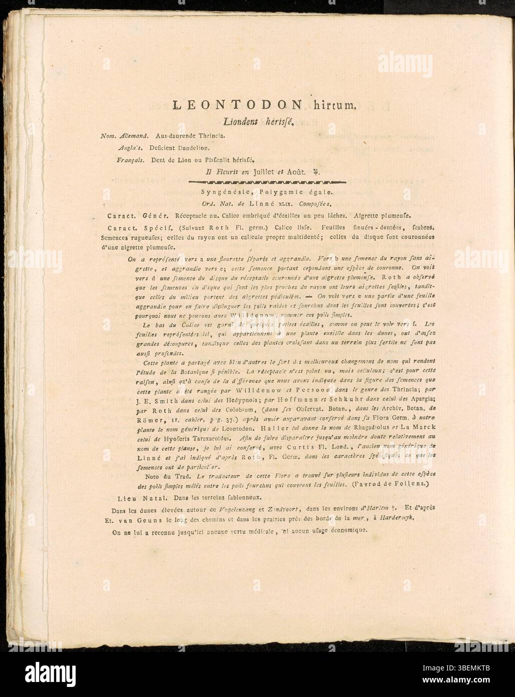*Leontodon hirtum*, heute bekannt als *Leontodon saxatilis*, ist auf Platte 0279 von *Flora Batava* zu sehen. Jan Kops’ Illustration aus dem Jahr 1822 enthält eine detaillierte visuelle Dokumentation der Merkmale dieser Pflanze, wobei eine französische Beschreibung ihre botanische Bedeutung und ihren Lebensraum unterstreicht. Stockfoto