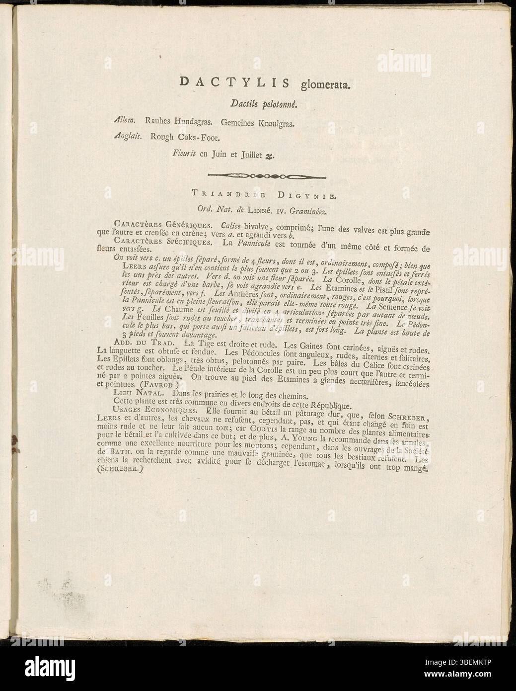 Französische botanische Beschreibung von Dactylis glomerata (Orchard Grass), geschrieben 1807 von Jan Kops, dargestellt auf Platte 0102 aus Flora Batava. Stockfoto