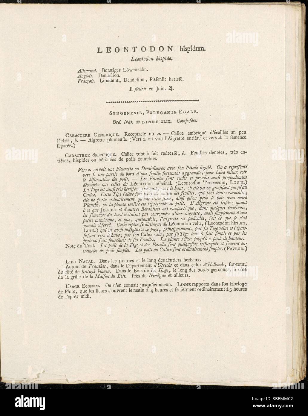 „Leontodon hispidum“, auch „Leontodon hispidus“ genannt, ist eine 1807 von Jan Kops beschriebene Wildblume, die auf der Platte 0139 der Flora Batava zu sehen ist. Seine markanten, rauen Blätter und gelben Blüten sind von zentraler Bedeutung für seine Identifizierung. Die französische Beschreibung gibt wertvolle Einblicke in ihre botanische Klassifizierung. Stockfoto