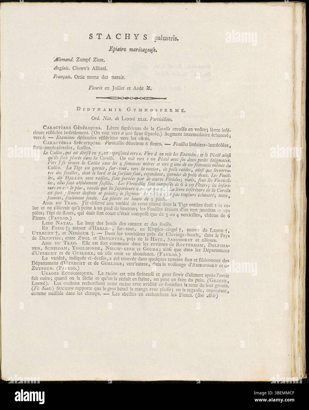 Französische Beschreibung von Stachys palustris (Marsh Woundwort), einer mehrjährigen Feuchtpflanze, von Jan Kops im Jahr 1807, die auf Platte 0106 von Flora Batava abgebildet ist. Stockfoto