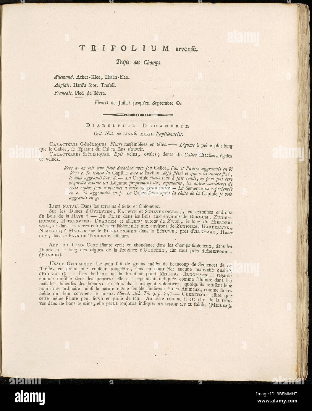 Trifolium arvense, auch bekannt als Hasenfußklee, ist in der Platte 0058 von Jan Kops' Flora Batava zu sehen. Die Beschreibung umfasst sein unverwechselbares Erscheinungsbild und gemeinsame Lebensräume. Stockfoto