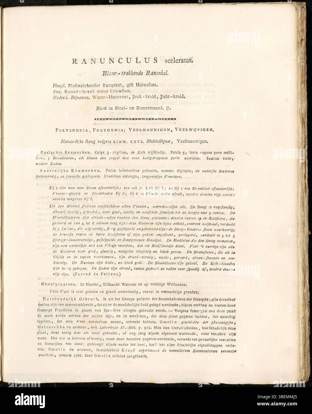 Eine niederländische botanische Illustration von Ranunculus sceleratus, oder verfluchte Butterblume, aus der Serie „Flora Batava“ von Jan Kops, die 1822 entstand. Stockfoto