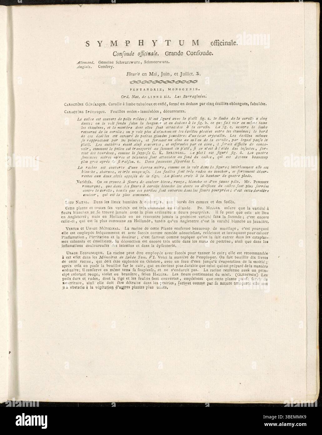 Eine botanische Illustration von Symphytum officinale, allgemein bekannt als Beinwell, aus der Sammlung Flora Batava, Platte 0217. 1814 von Jan Kops dokumentiert, ist es für seine medizinischen Eigenschaften anerkannt. Stockfoto
