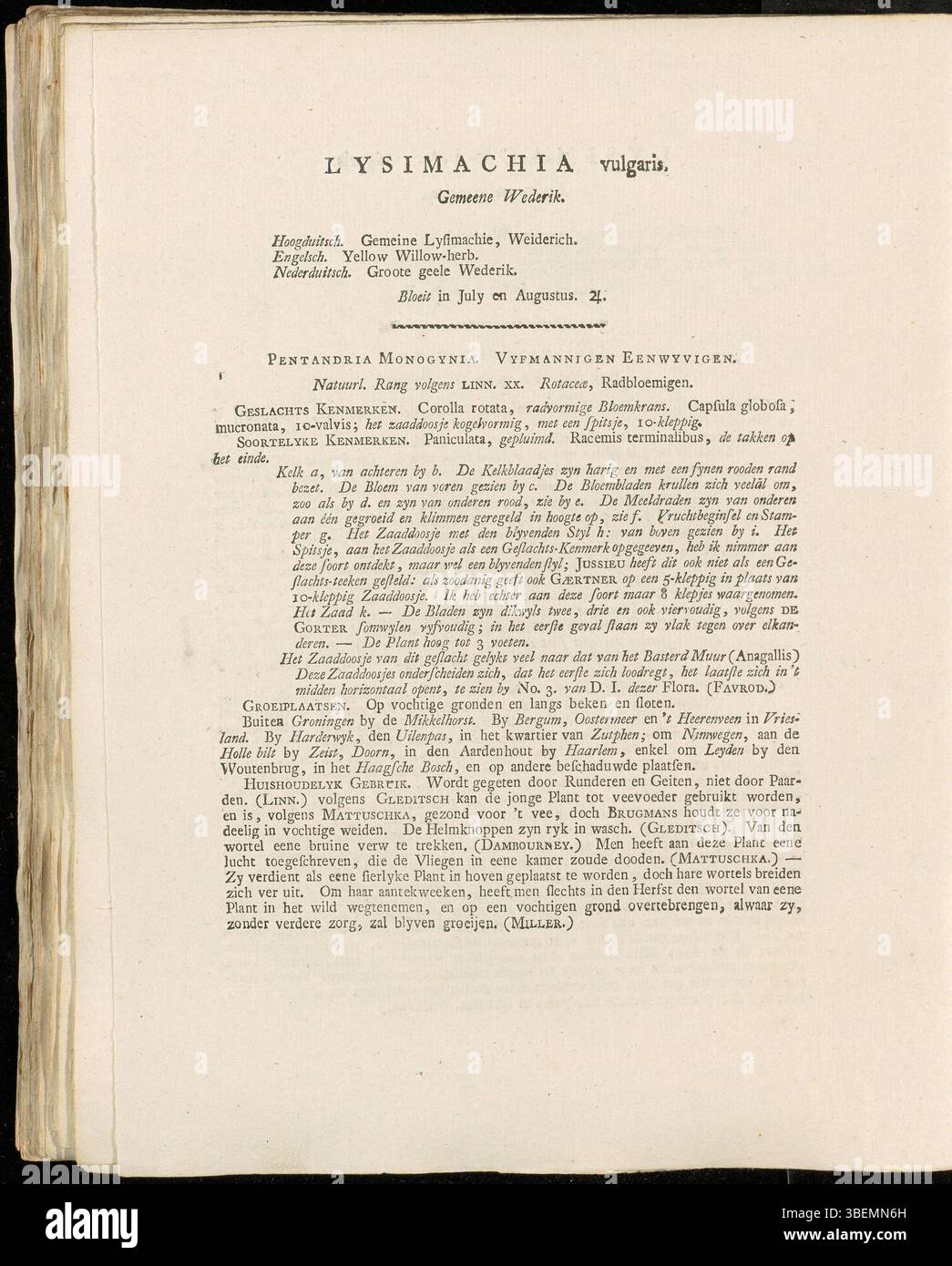 *Lysimachia vulgaris* wurde von Jan Kops in seiner *Flora Batava* (1807) beschrieben. Diese mehrjährige Pflanze, die in Feuchtgebieten Europas beheimatet ist, hat gelbe, becherförmige Blüten und lange, schlanke Blätter. Sie gedeiht in feuchten, nährstoffreichen Böden. Stockfoto
