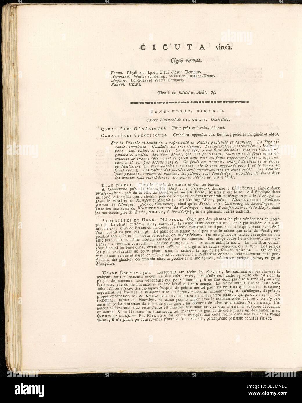 Diese französische Beschreibung aus dem Jahr 1822 in Jan Kops' Flora Batava beschreibt Cicuta virosa (Wasserhemlock), eine hochgiftige Wasserpflanze. Es wird zusammen mit einer Illustration aus der botanischen Serie präsentiert, die die niederländische Flora dokumentiert. Stockfoto