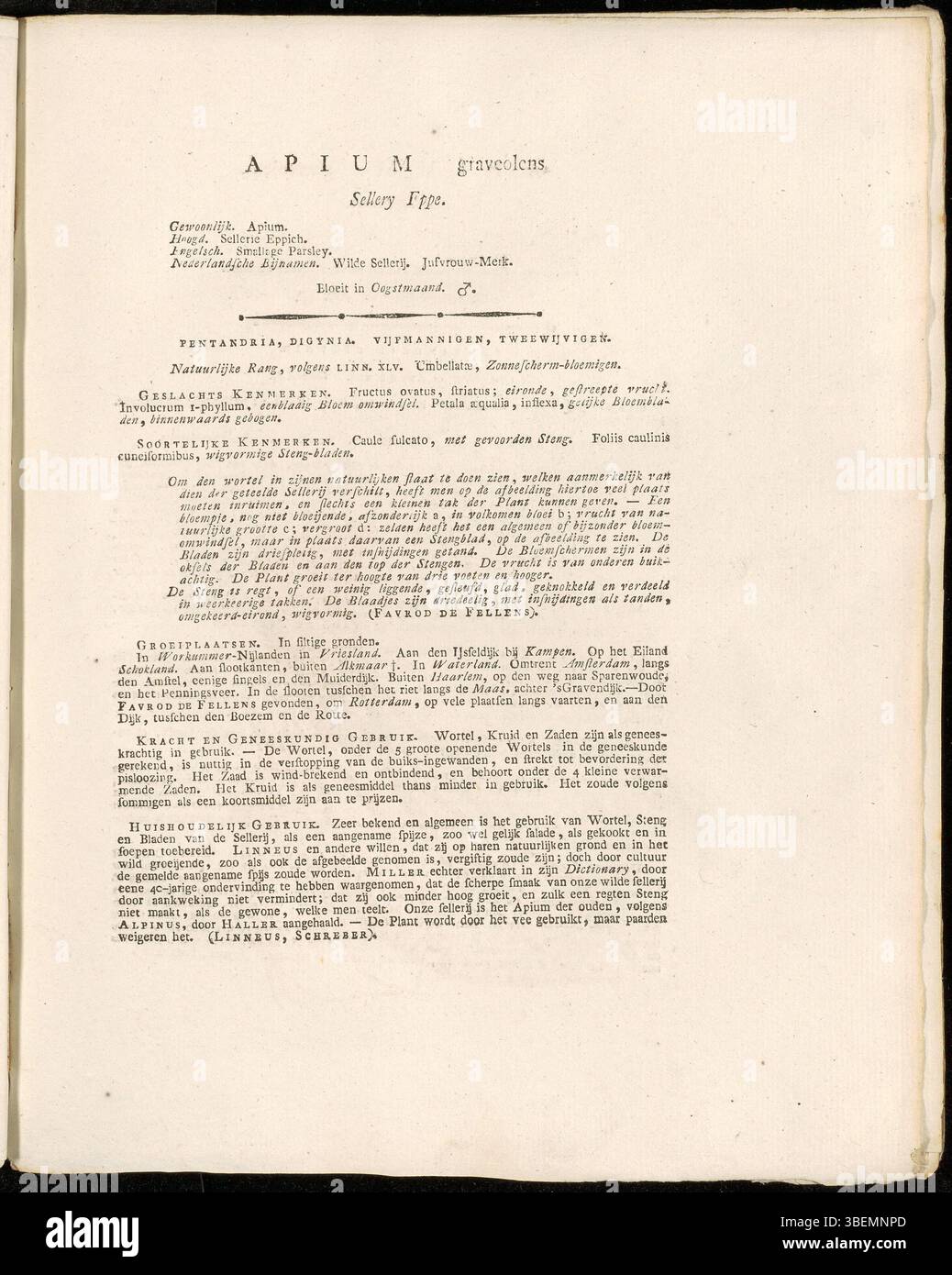 Niederländische botanische Beschreibung von Apium graveolens oder Wildsellerie aus dem Jahr 1822, wie in der Platte 0268 der Flora Batava von Jan Kops dargestellt. Stockfoto