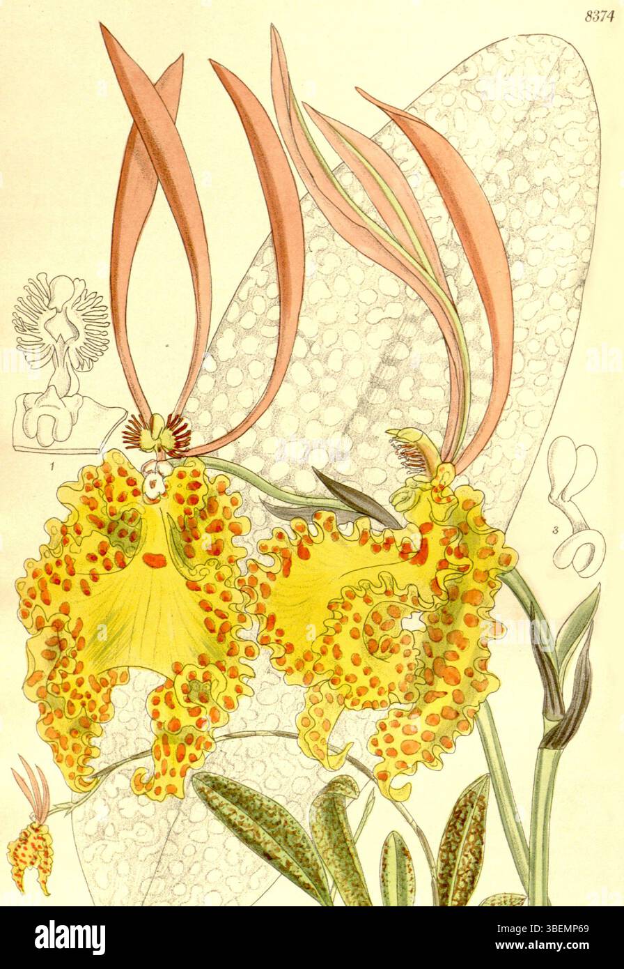 Diese botanische Illustration von 1911 zeigt Psychopsis sanderae (syn. Oncidium sanderae), eine Orchideenart, wie sie im Botanical Magazine von Curtis gezeigt wird. Die Illustration wurde von Matilda Smith erstellt und von John Nugent Fitch lithographiert. Stockfoto